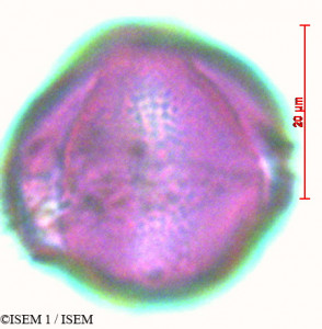 Columnea strigosa - lame n° 29095